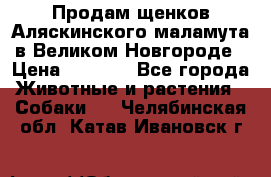 Продам щенков Аляскинского маламута в Великом Новгороде › Цена ­ 5 000 - Все города Животные и растения » Собаки   . Челябинская обл.,Катав-Ивановск г.